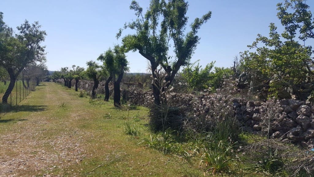 Finca/Country House for sale in Maria de la Salud / Maria de la Salut - € 560,000 (Ref: 7371909)