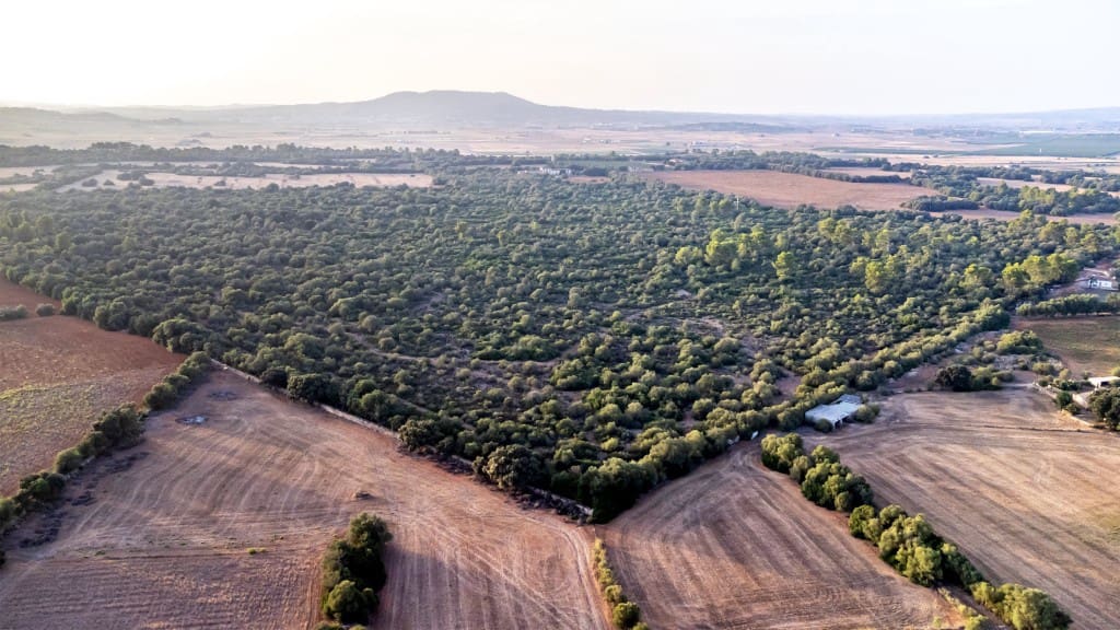Finca/Casa di Campagna in vendita in Vilafranca de Bonany - 5.500.000 € (Rif: 8523488)