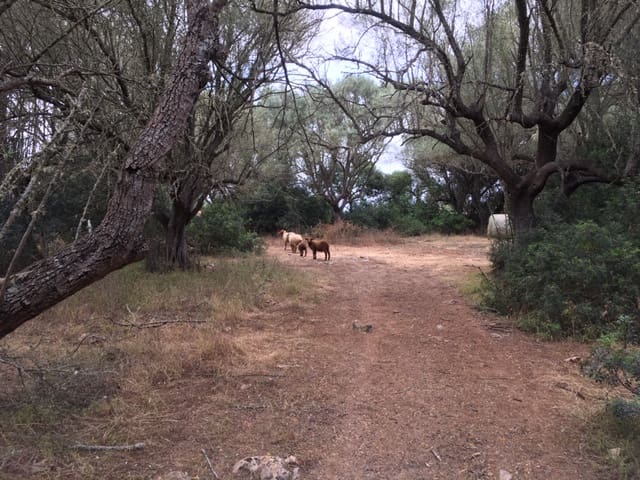 Finka/Dom wiejski na sprzedaż w Felanitx - 790 000 € (Ref: 8524948)