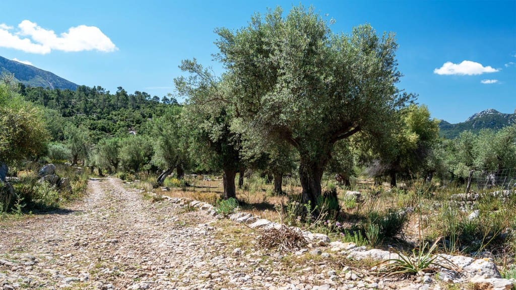 7 camera da letto Finca/Casa di Campagna in vendita in Escorca - 5.400.000 € (Rif: 8524966)