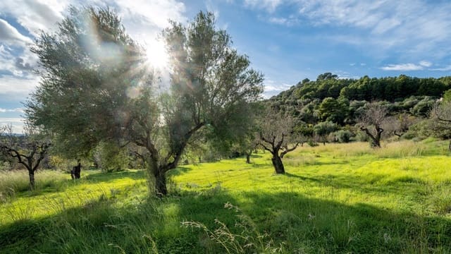 Bouwgrond te koop in Selva - € 490.000 (Ref: 9169418)