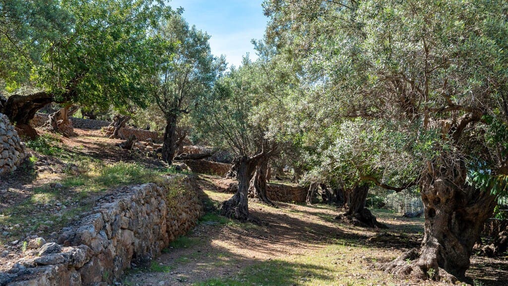 6 bedroom Finca/Country House for sale in Soller - € 4,500,000 (Ref: 9817807)