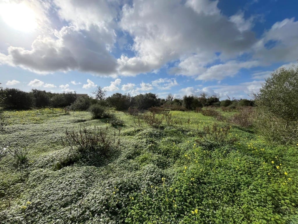Building Plot for sale in Ses Salines - € 575,000 (Ref: 9824698)