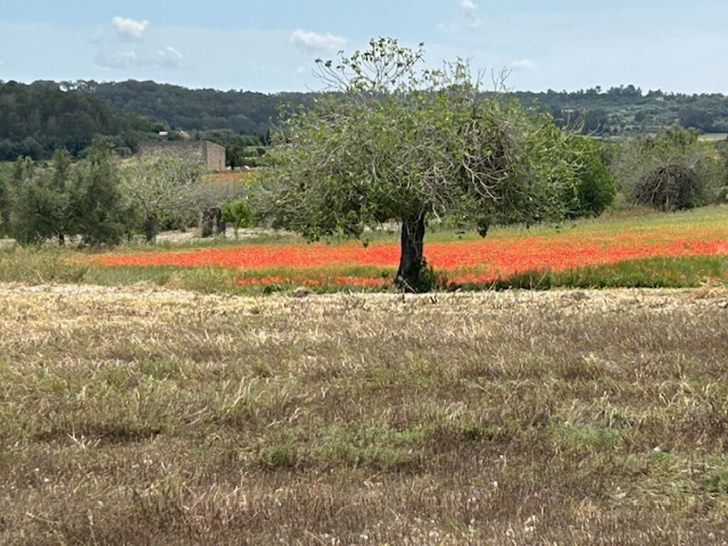 Building Plot for sale in Montuiri - € 755,000 (Ref: 9861652)