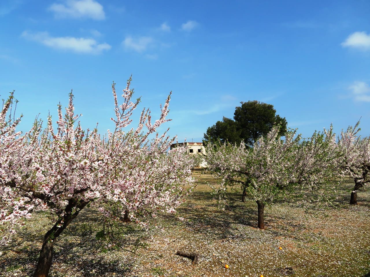 Hus til salgs i Ondara - € 130 000 (Ref: 9257662)