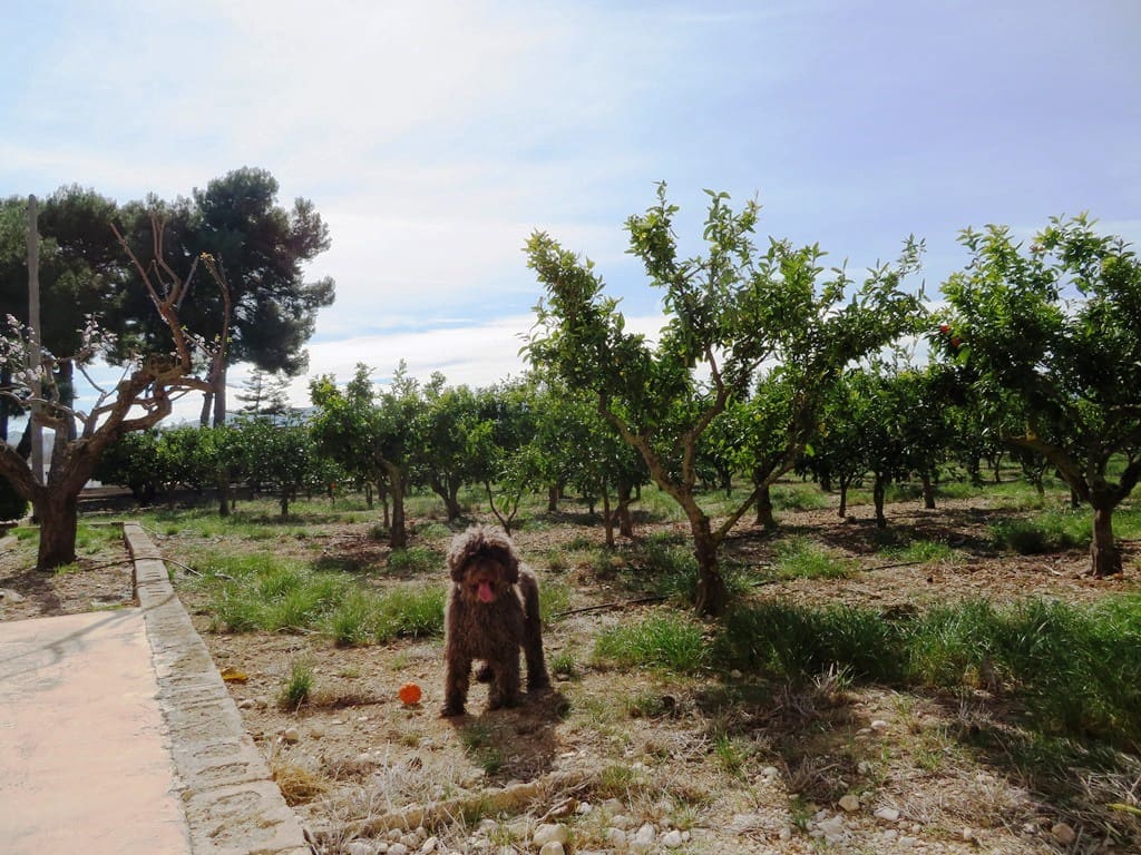 5 camera da letto Villa in vendita in Beniarbeig con garage - 599.000 € (Rif: 9684100)