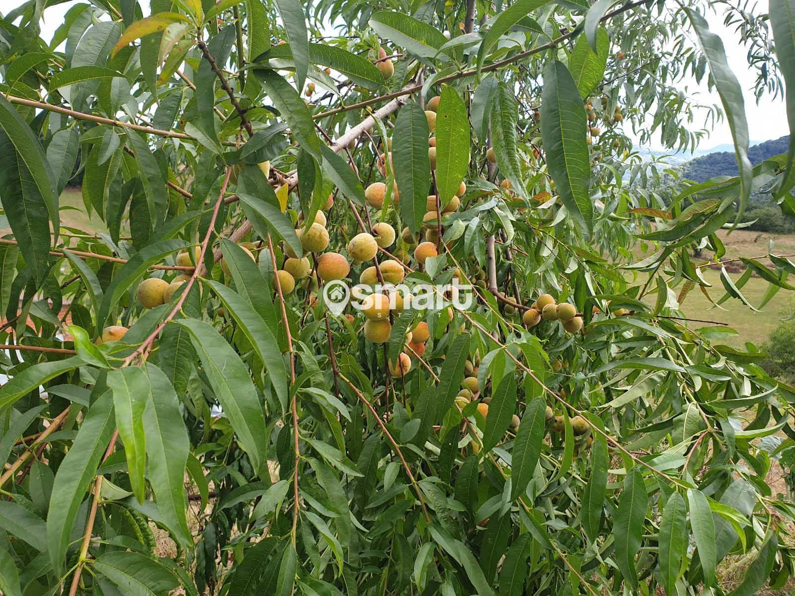 Byggetomt til salgs i Grado - € 28 000 (Ref: 9187842)