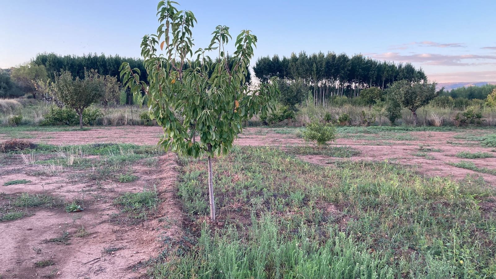 1 soveværelse Finca/Landehus til salg i Ayora - € 14.000 (Ref: 7431315)