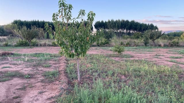 1 slaapkamer Finca/Landhuis te koop in Ayora - € 14.000 (Ref: 7431315)