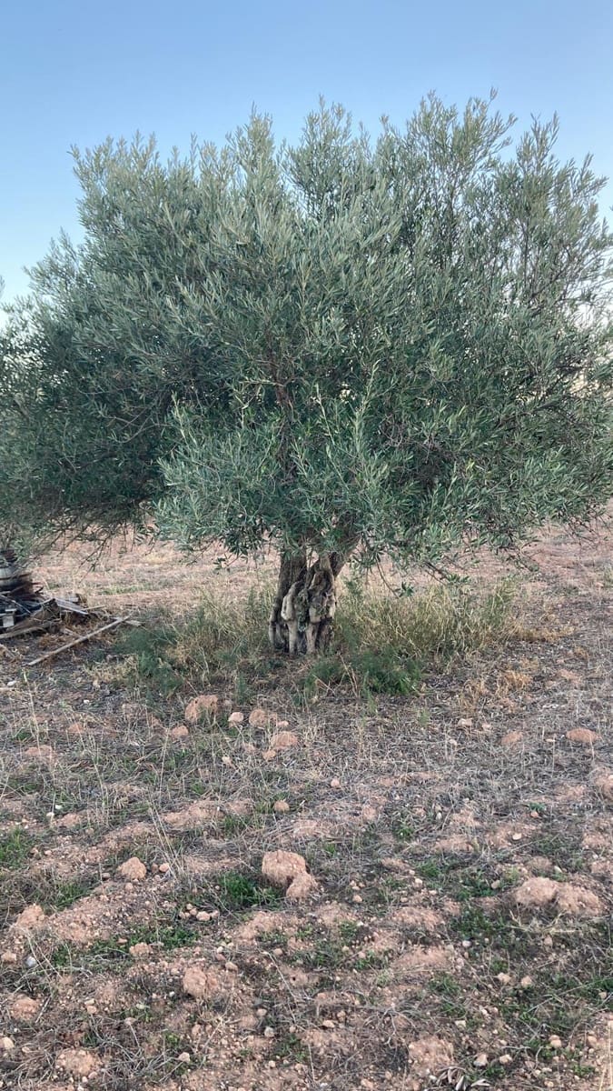 Ubebygd land til salgs i Ayora - € 23 000 (Ref: 8073129)