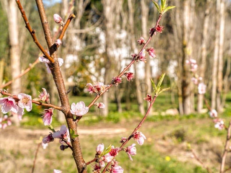 4 bedroom Finca/Country House for sale in Alayor / Alaior with pool garage - € 1,195,000 (Ref: 9639381)