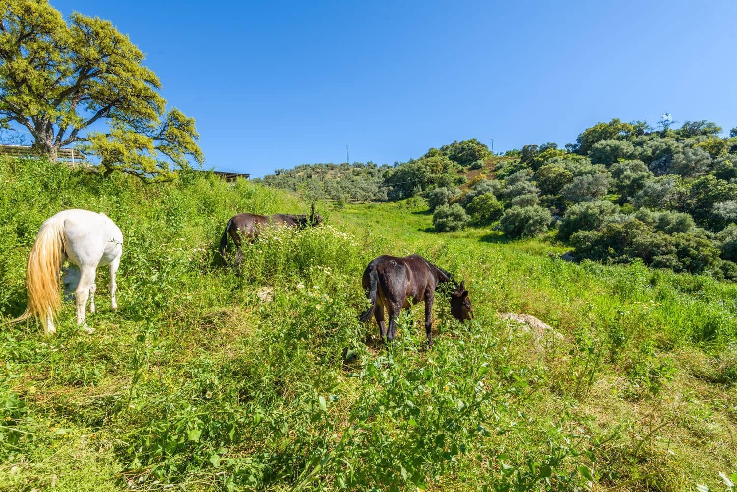 Grunde uden byggetilladelser til salg i Olvera - € 210.000 (Ref: 8246950)