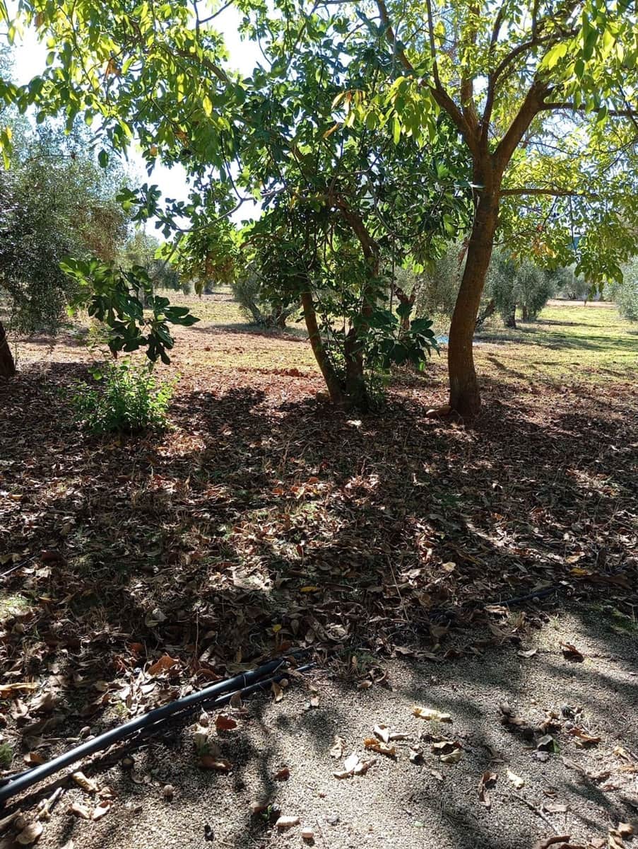 4 camera da letto Finca/Casa di Campagna da affittare in Ronda con piscina garage - 1.500 € (Rif: 8599228)