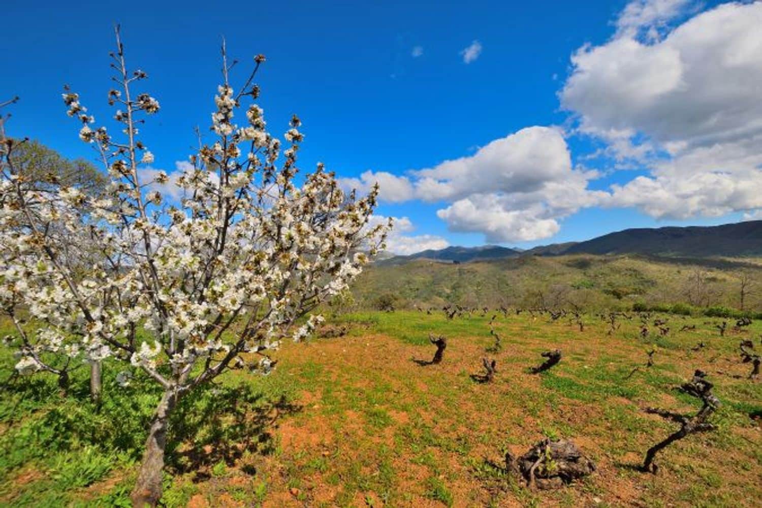 2 soveværelse Finca/Landehus til salg i Cartajima - € 349.000 (Ref: 8985438)