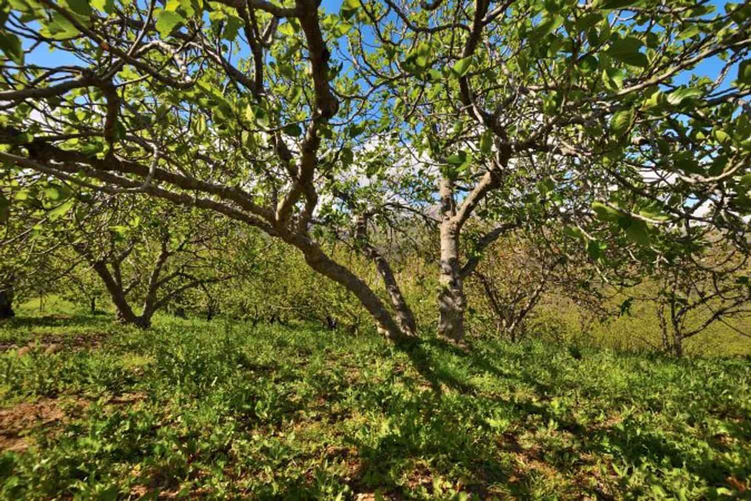 2 soveværelse Finca/Landehus til salg i Cartajima - € 349.000 (Ref: 8985438)