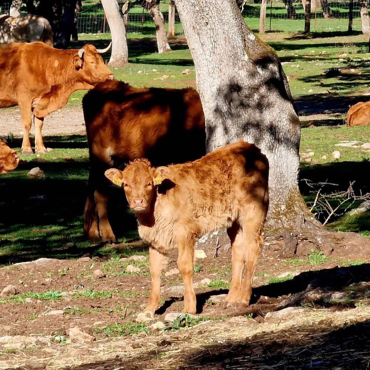 8 soverom Finca/Herregård til salgs i Ronda med svømmebasseng garasje - € 2 200 000 (Ref: 9254558)