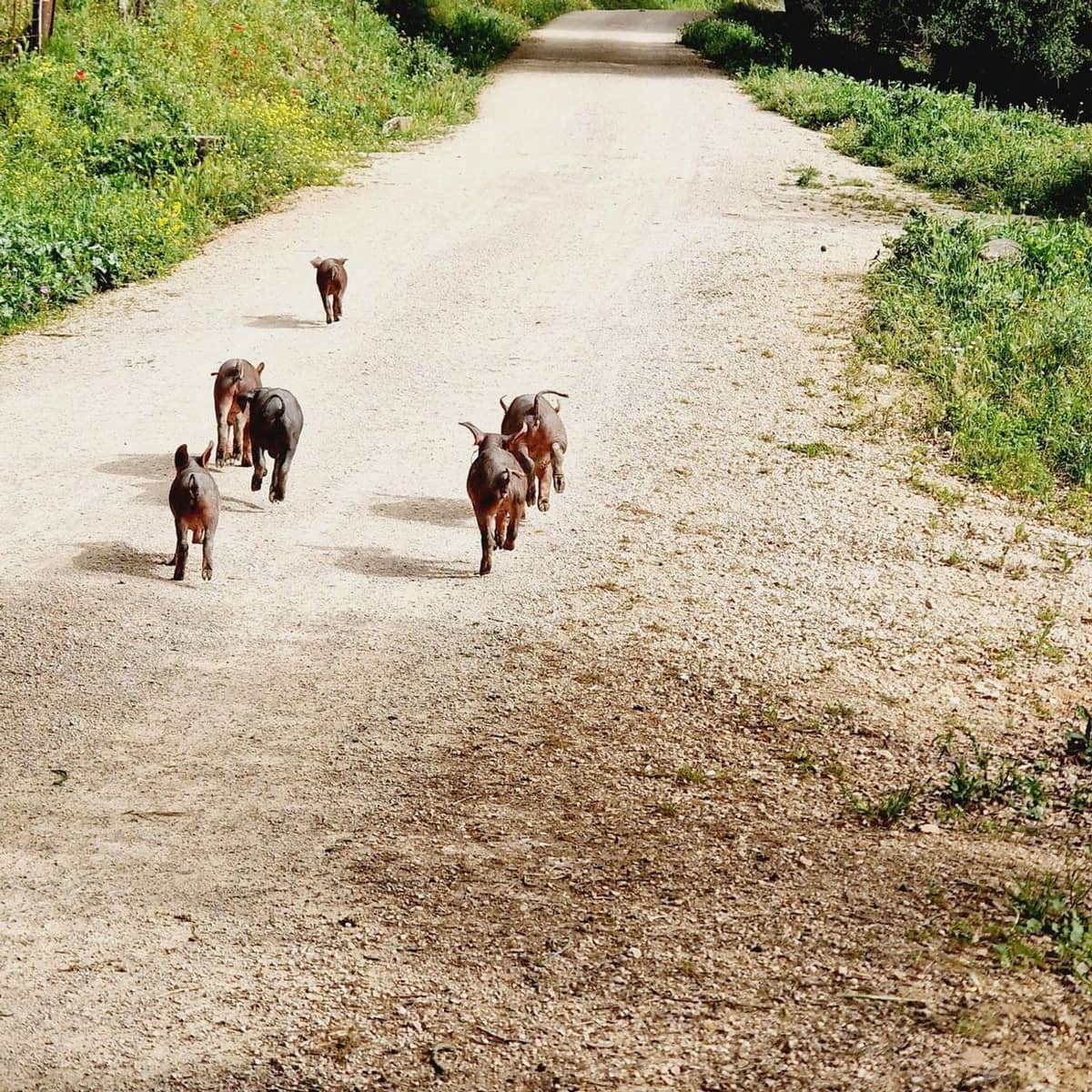 8 soverom Finca/Herregård til salgs i Ronda med svømmebasseng garasje - € 2 200 000 (Ref: 9254558)