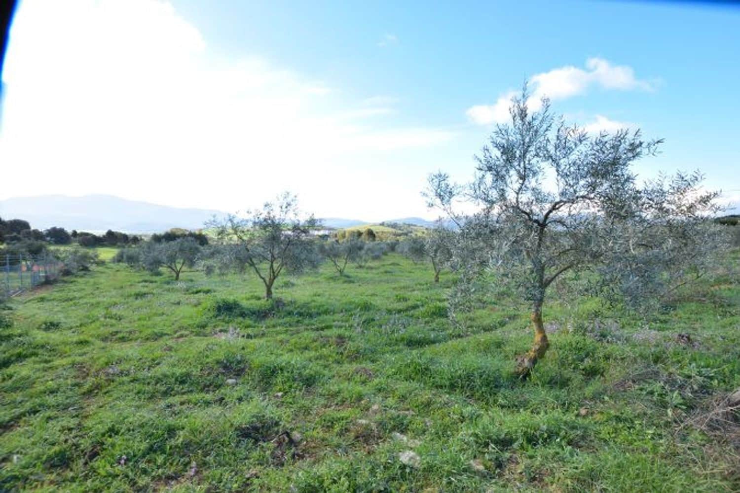 Commercial for sale in Ronda - € 315,000 (Ref: 9371393)