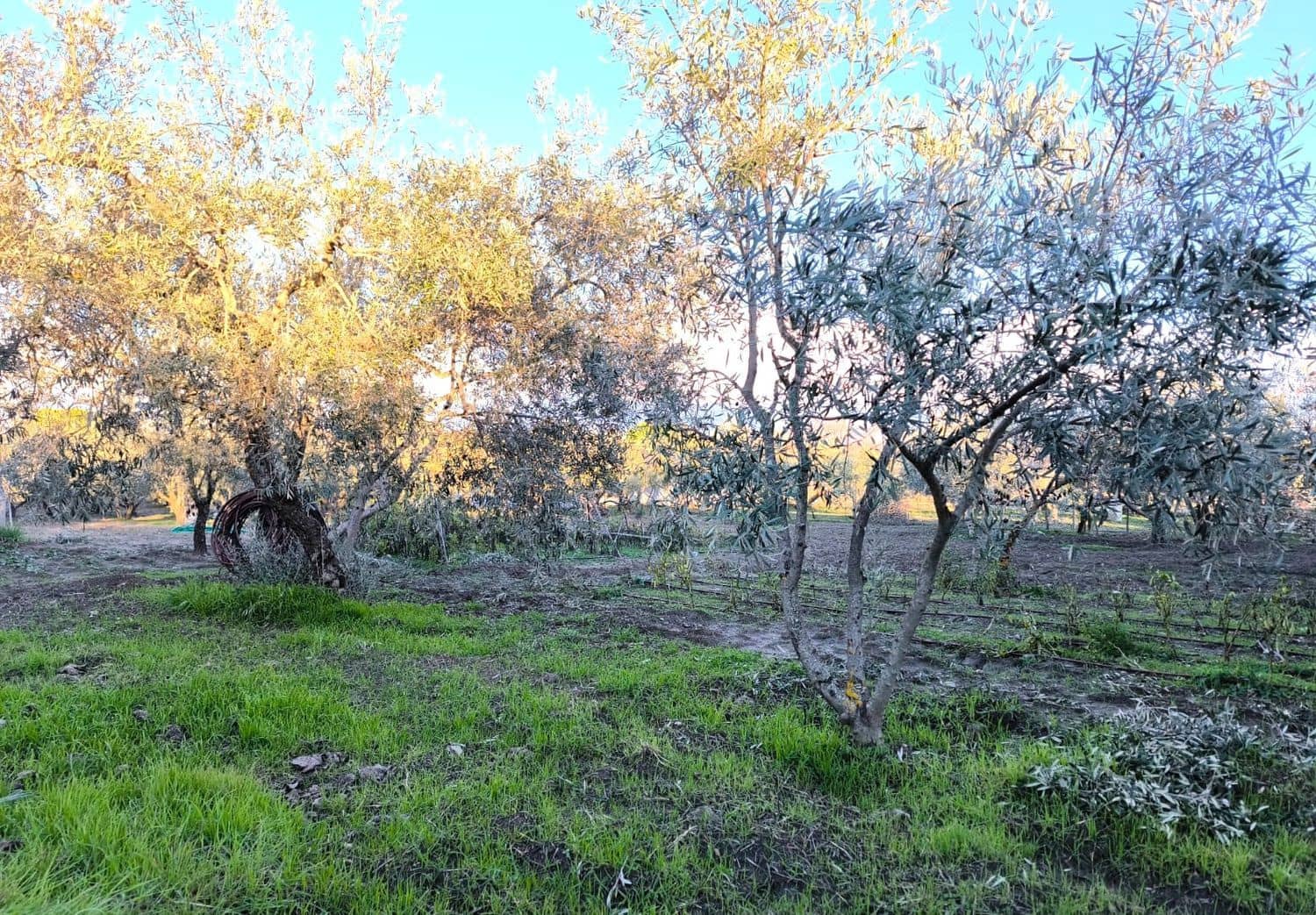 4 soveværelse Finca/Landehus til salg i Ronda med swimmingpool garage - € 228.000 (Ref: 9665651)