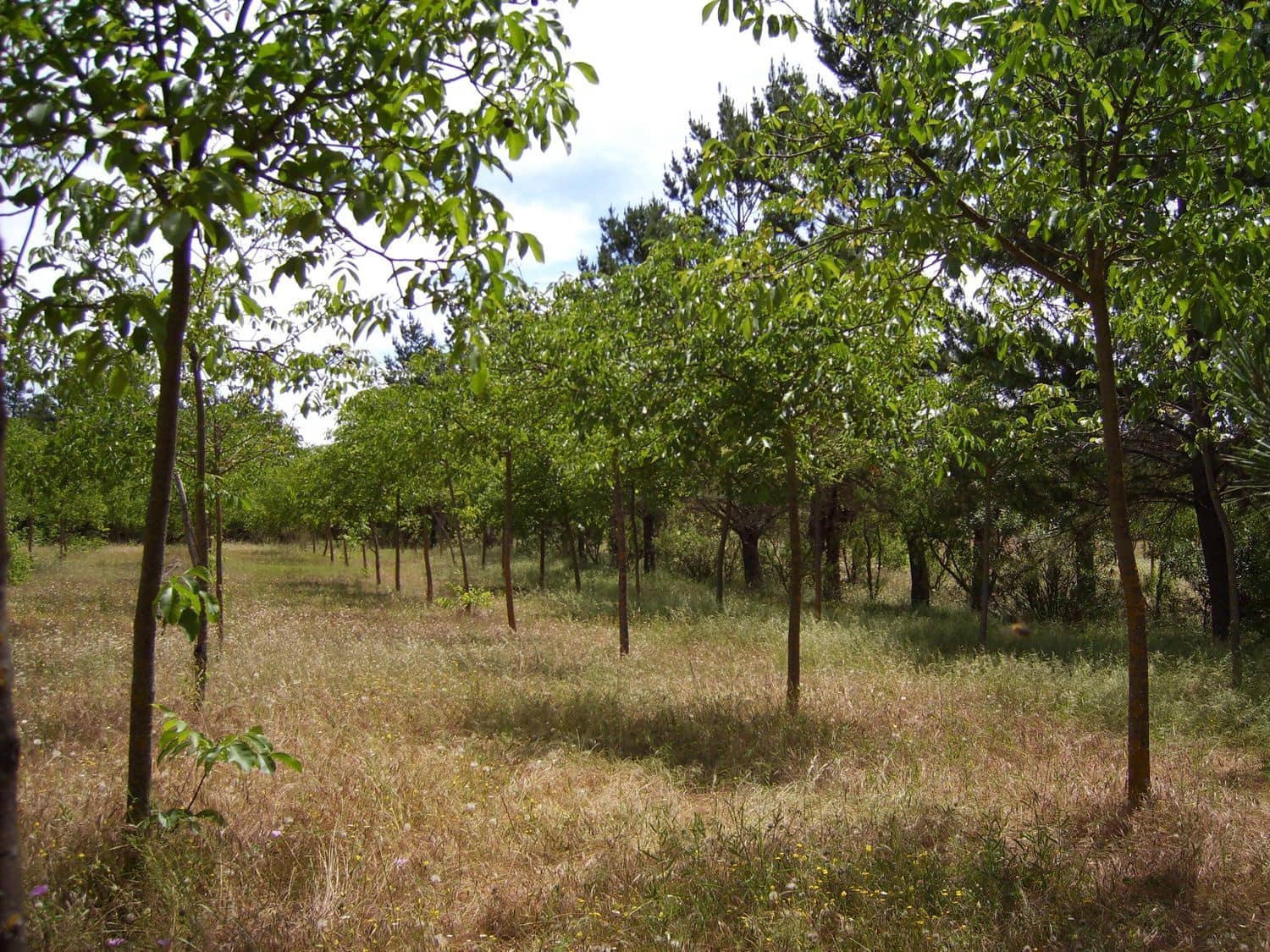 3 quarto Quinta/Casa Rural para venda em Ronda com piscina garagem - 1 600 000 € (Ref: 9807526)