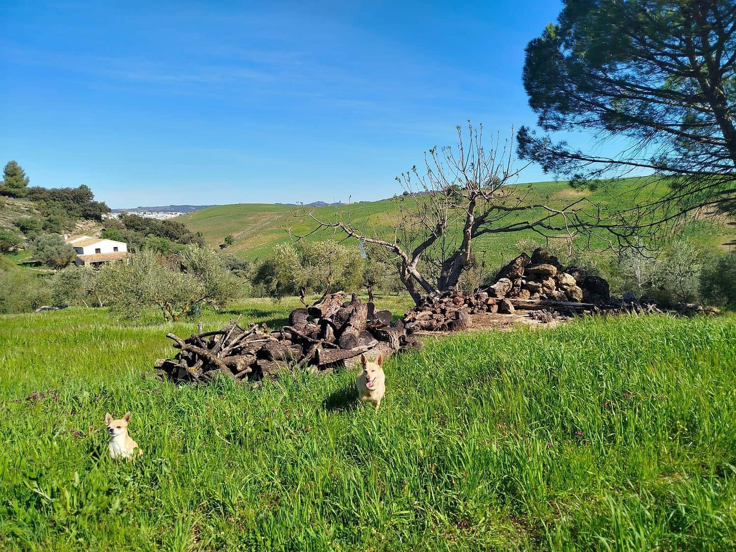1 sovrum Finca/Hus på landet till salu i Ronda med garage - 155 500 € (Ref: 9949064)