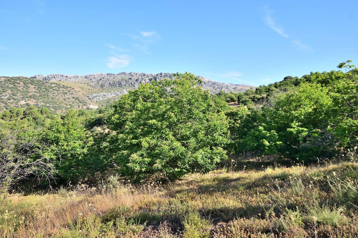 Terreno/Finca Rústica en Cartajima en venta - 32.000 € (Ref: 9950960)