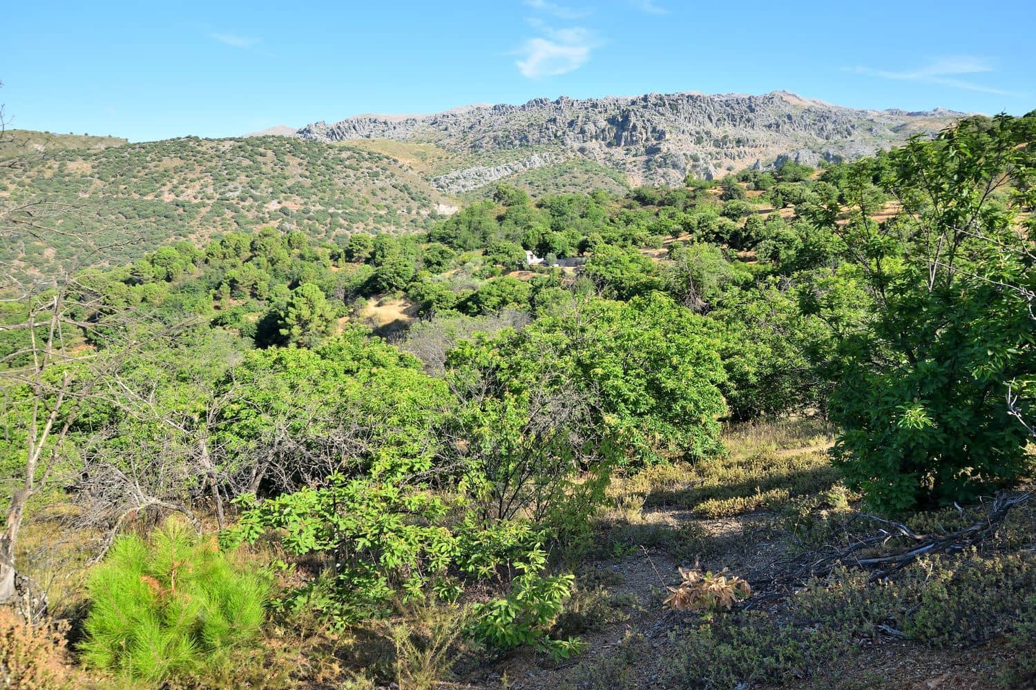 Terreno/Finca Rústica en Cartajima en venta - 32.000 € (Ref: 9950960)