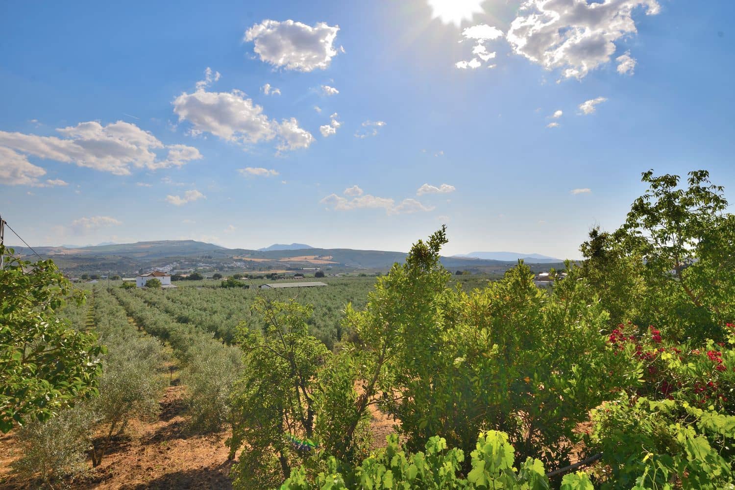 5 chambre Finca/Maison de Campagne à vendre à Setenil de las Bodegas avec piscine garage - 435 000 € (Ref: 9953655)