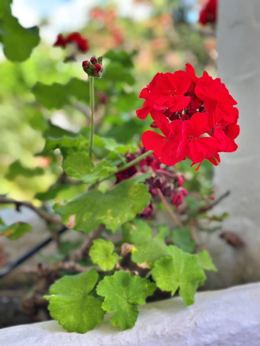 2 soveværelse Lejlighed til leje i Costalita med swimmingpool - € 1.900 (Ref: 9065296)