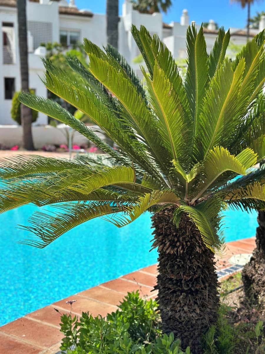 2 soveværelse Lejlighed til leje i Costalita med swimmingpool - € 1.900 (Ref: 9065296)