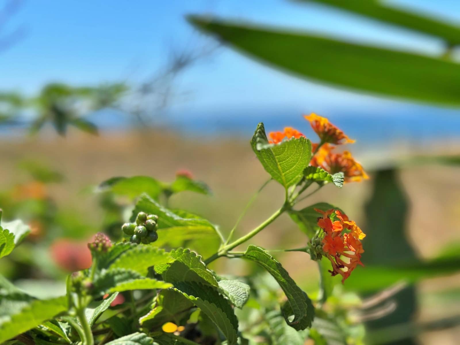 2 soveværelse Lejlighed til leje i Costalita med swimmingpool - € 1.900 (Ref: 9065296)