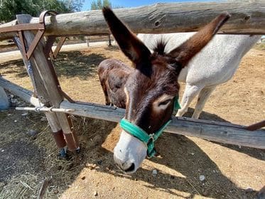 2 soveværelse Finca/Landehus til salg i Turre med swimmingpool garage - € 900.000 (Ref: 5640941)