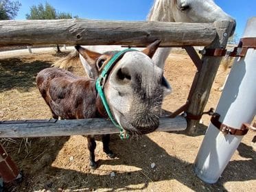 2 soveværelse Finca/Landehus til salg i Turre med swimmingpool garage - € 900.000 (Ref: 5640941)