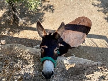 2 soveværelse Finca/Landehus til salg i Turre med swimmingpool garage - € 900.000 (Ref: 5640941)