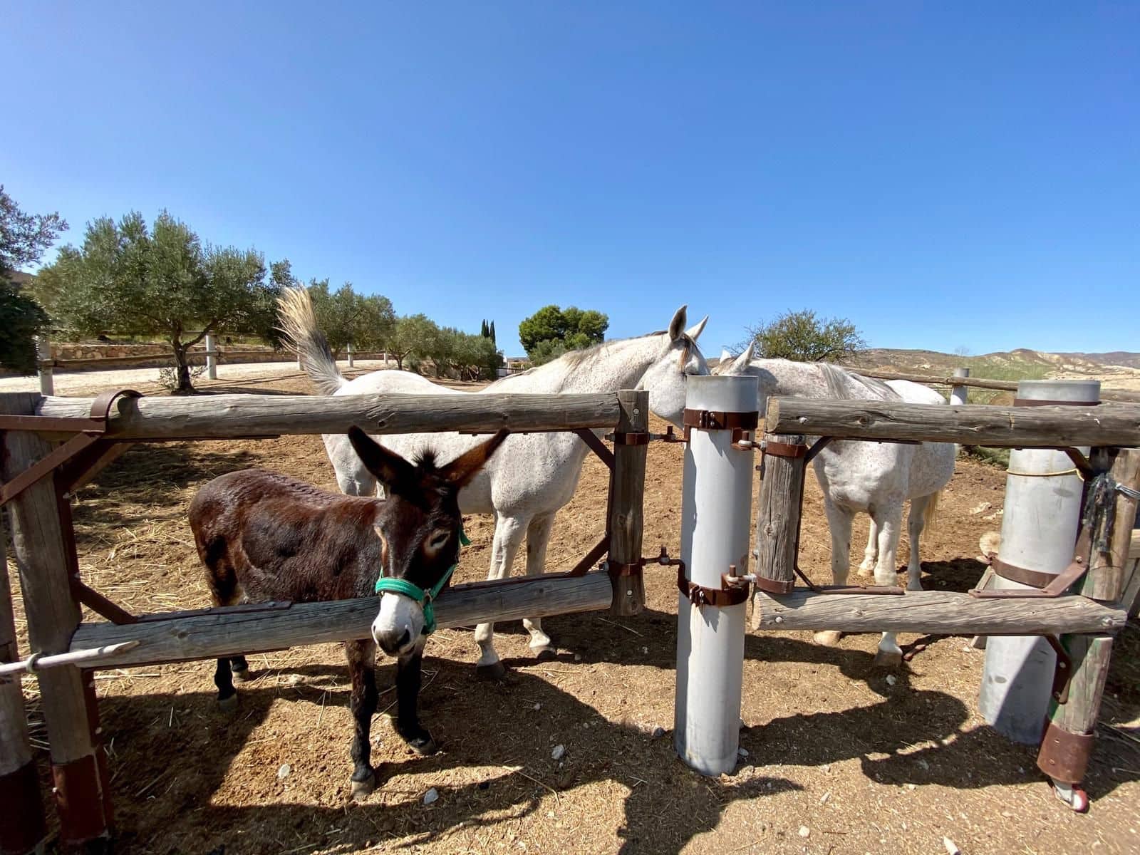 2 soveværelse Finca/Landehus til salg i Turre med swimmingpool garage - € 900.000 (Ref: 5640941)