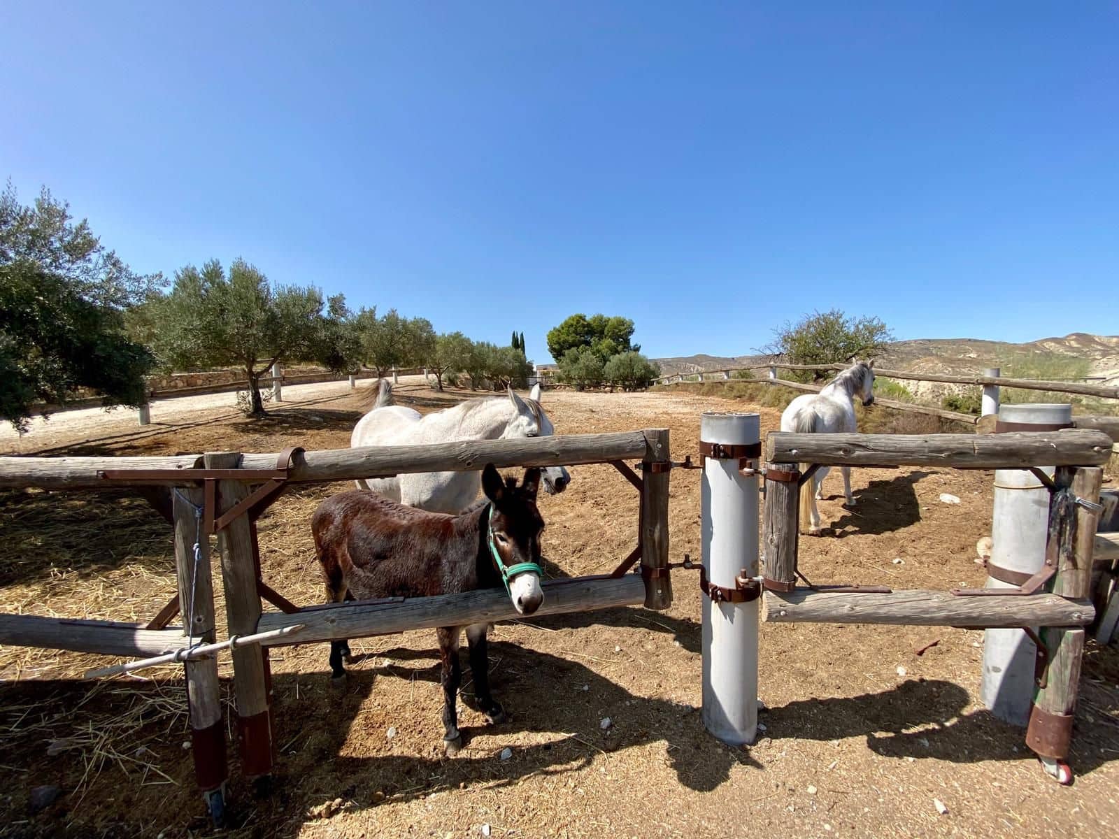 2 soveværelse Finca/Landehus til salg i Turre med swimmingpool garage - € 900.000 (Ref: 5640941)