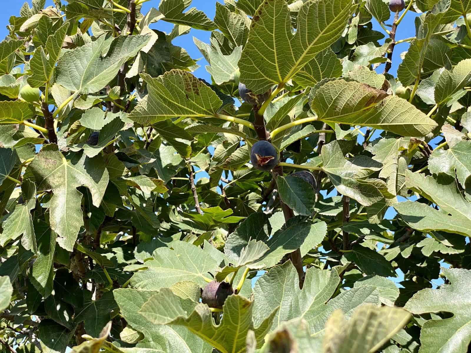 2 soveværelse Finca/Landehus til salg i Turre med swimmingpool garage - € 900.000 (Ref: 5640941)