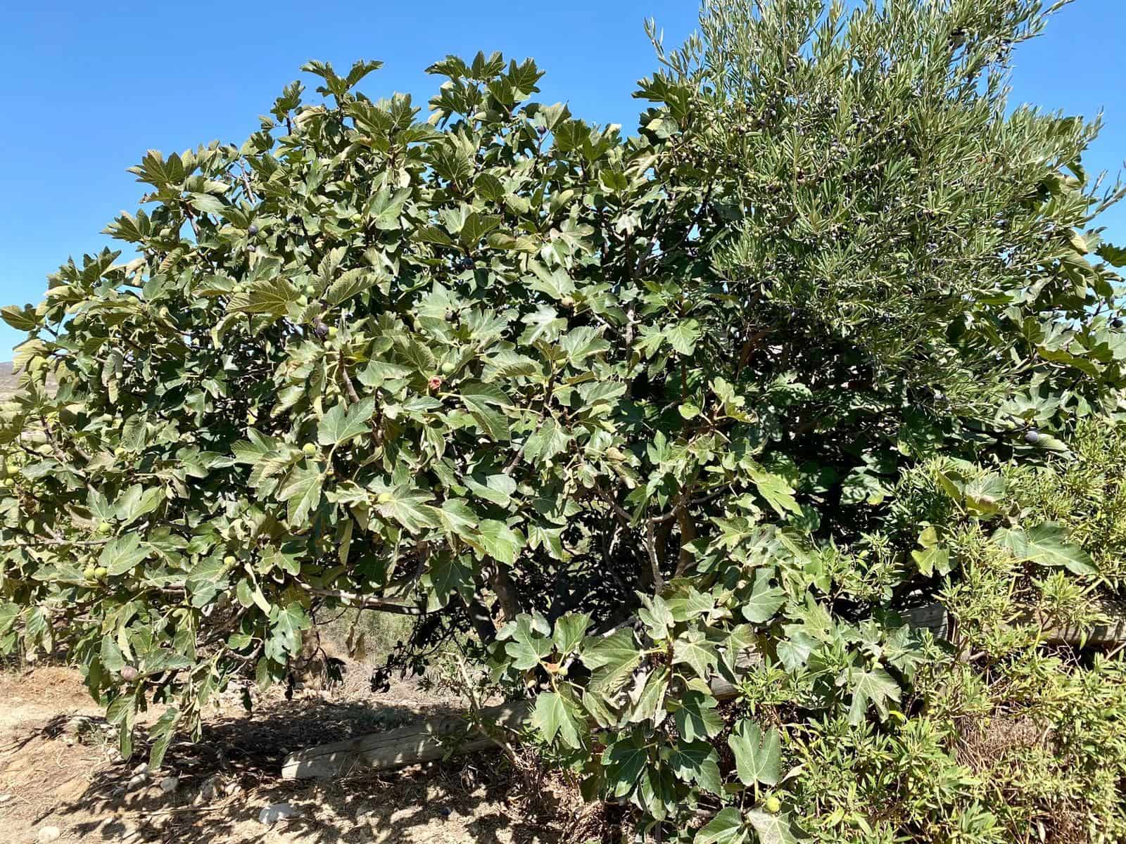 2 soveværelse Finca/Landehus til salg i Turre med swimmingpool garage - € 900.000 (Ref: 5640941)