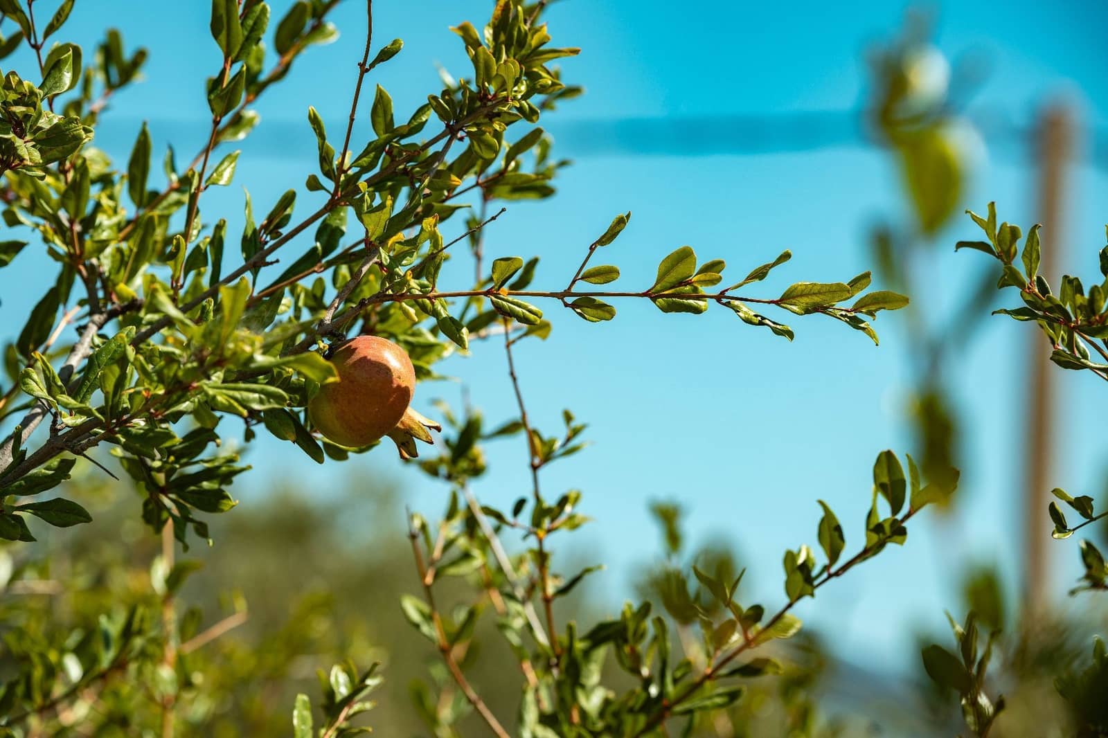 3 soveværelse Finca/Landehus til salg i Somontin med garage - € 140.000 (Ref: 5841232)