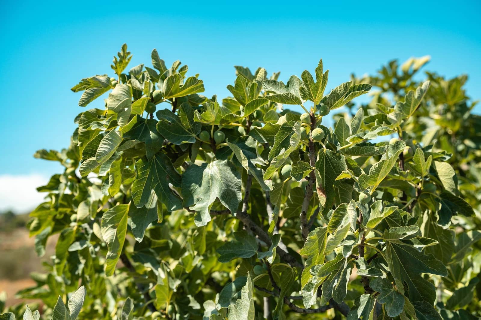 3 soveværelse Finca/Landehus til salg i Somontin med garage - € 140.000 (Ref: 5841232)