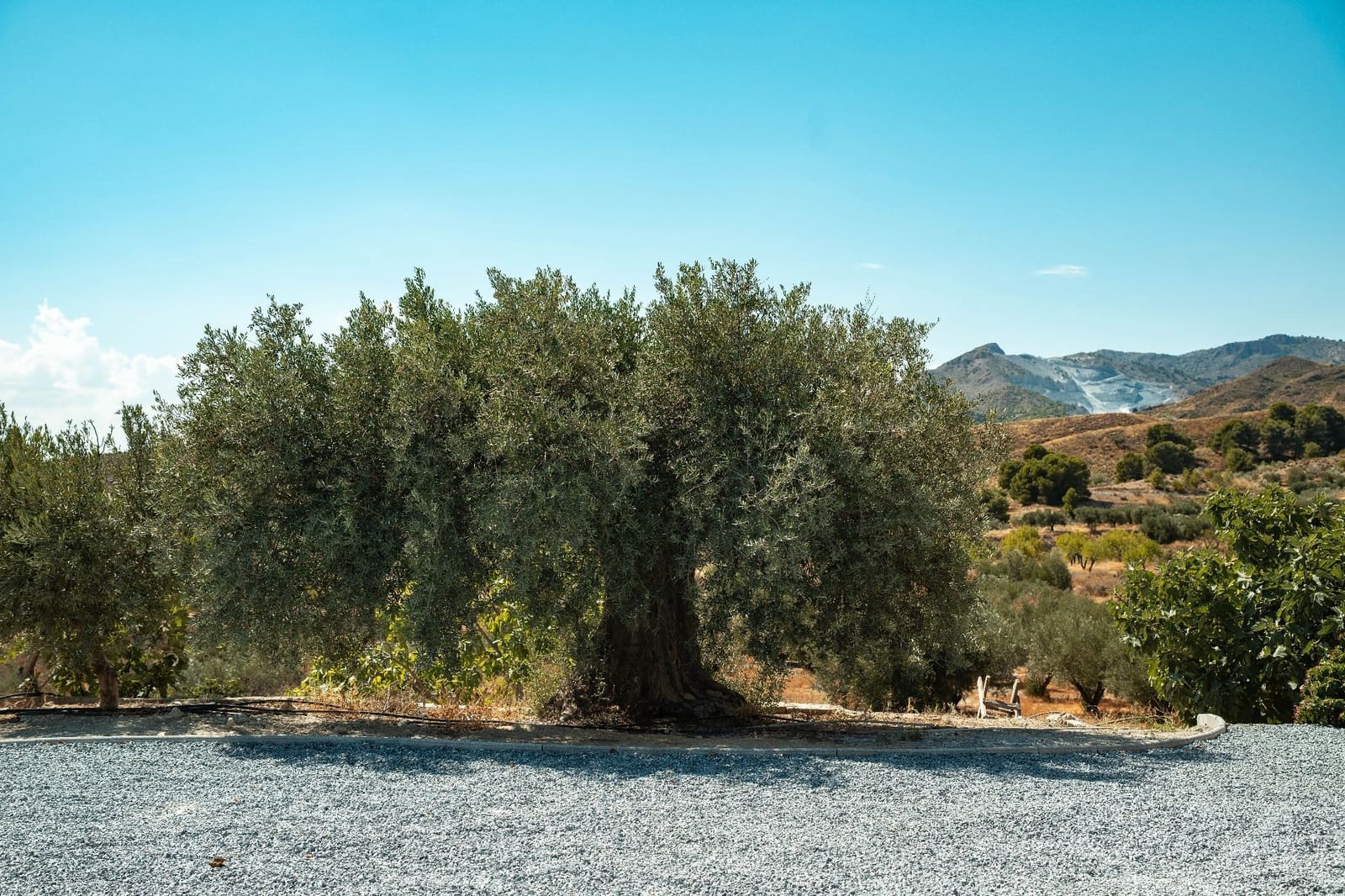 3 soveværelse Finca/Landehus til salg i Somontin med garage - € 140.000 (Ref: 5841232)