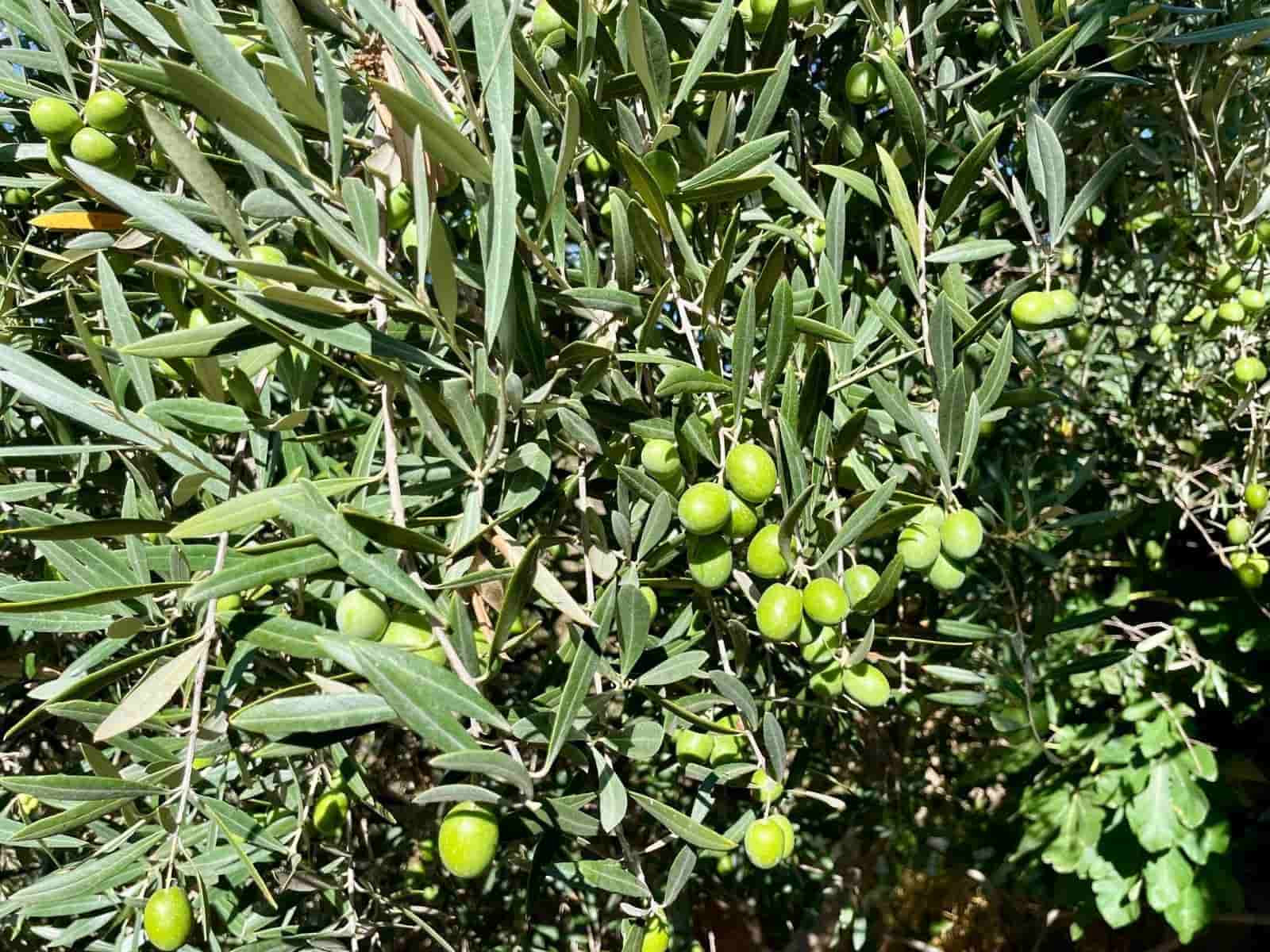 3 soveværelse Finca/Landehus til salg i Arboleas med garage - € 205.500 (Ref: 9262184)