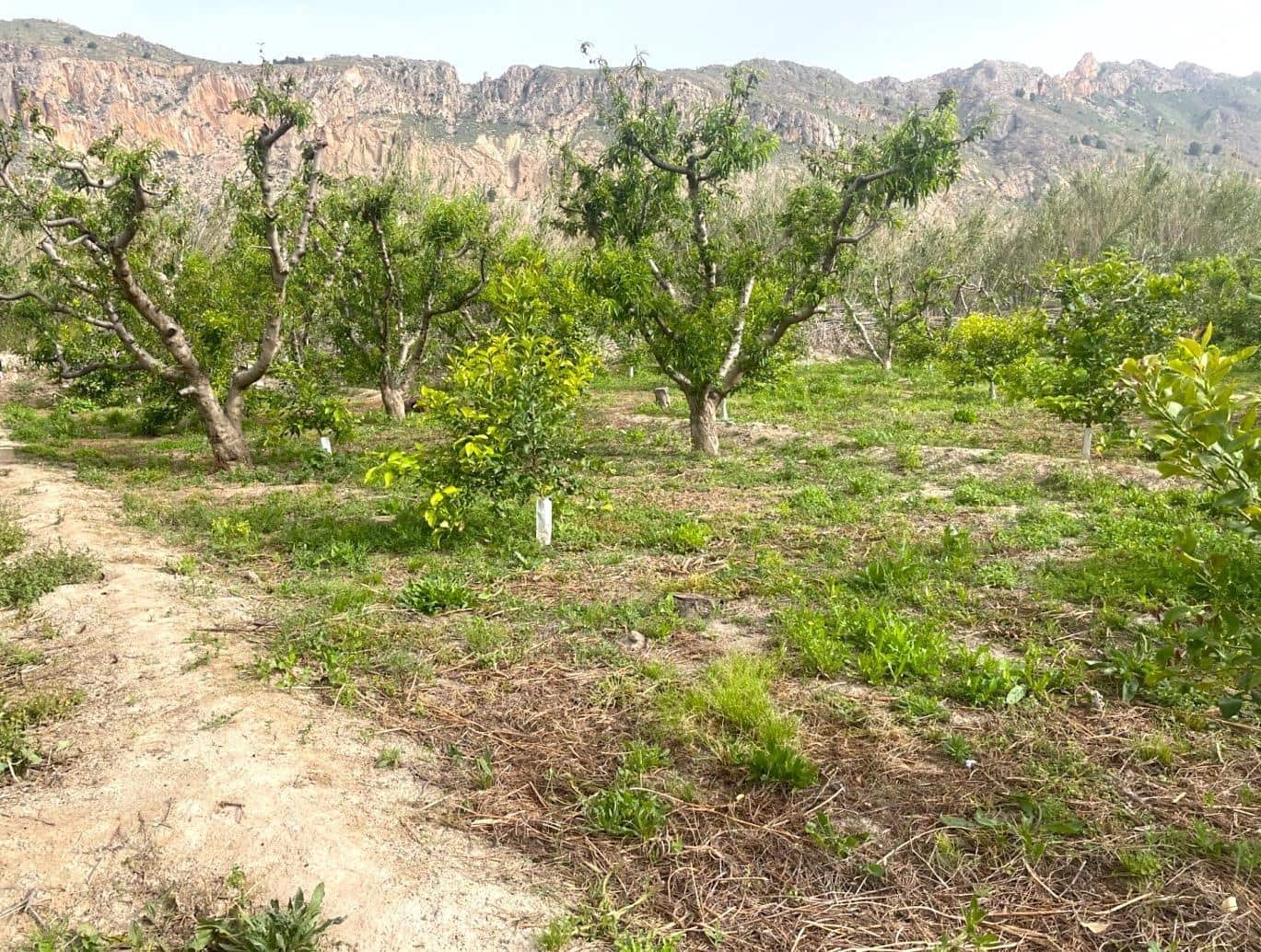 4 makuuhuone Maalaistalo myytävänä paikassa Villanueva del Rio Segura mukana 
autotalli - 350 000 € (Ref: 6841980)