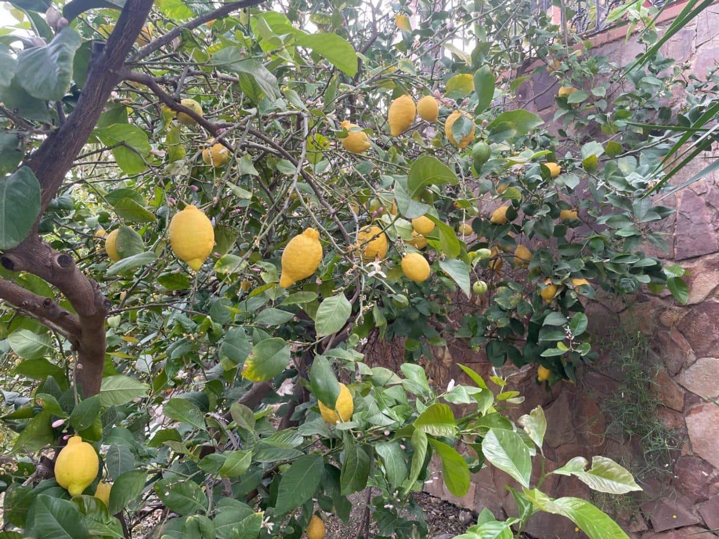 4 makuuhuone Maalaistalo myytävänä paikassa Villanueva del Rio Segura mukana 
autotalli - 350 000 € (Ref: 6841980)