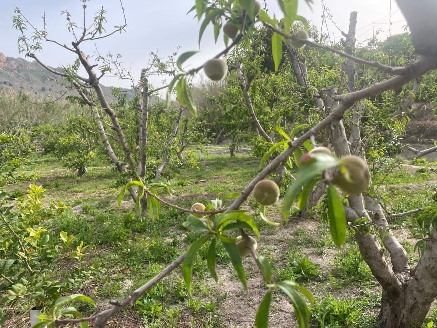 4 makuuhuone Maalaistalo myytävänä paikassa Villanueva del Rio Segura mukana 
autotalli - 350 000 € (Ref: 6841980)
