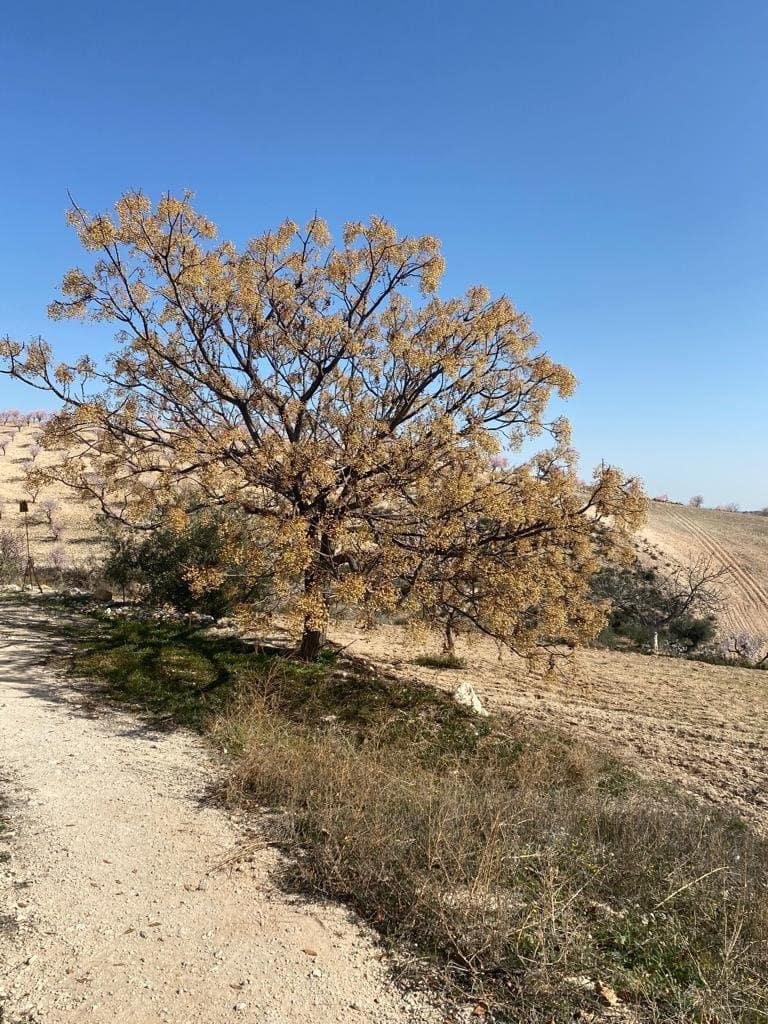 3 sovrum Finca/Hus på landet till salu i Lorca med garage - 136 000 € (Ref: 9963417)