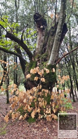 Grond te koop in Viladrau - € 129.500 (Ref: 7445476)