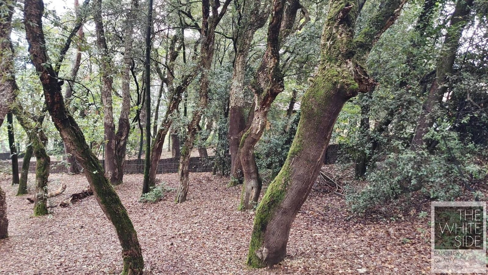 Grunde uden byggetilladelser til salg i Viladrau - € 129.500 (Ref: 7445476)