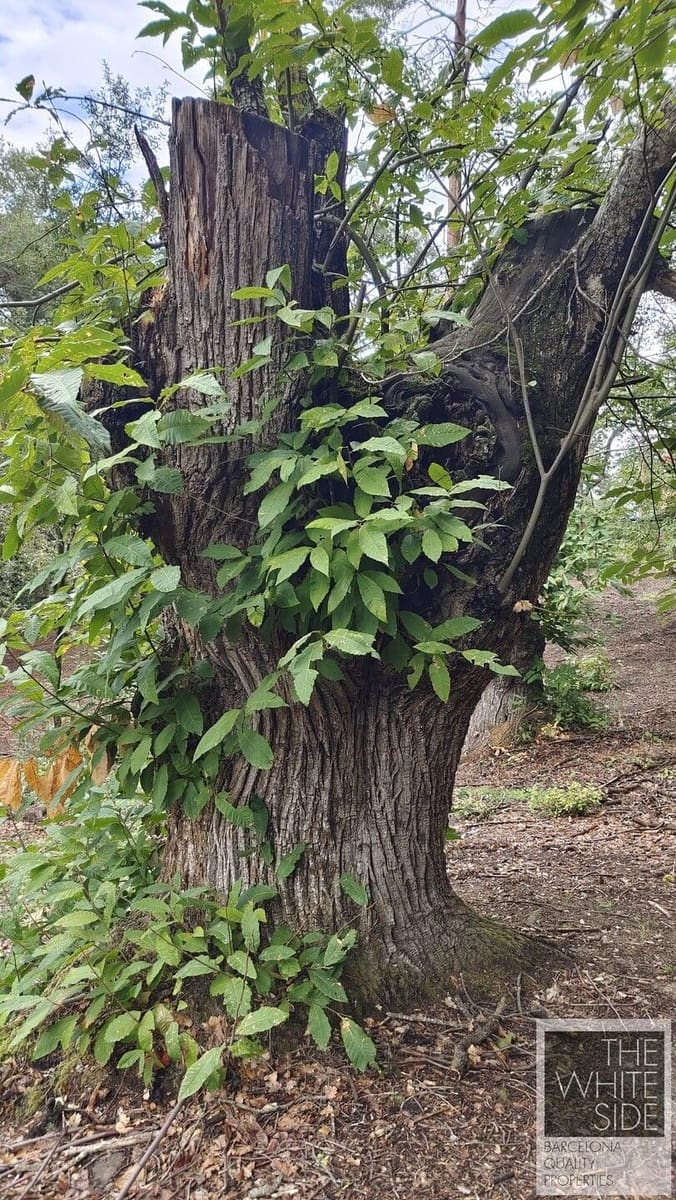 Grunde uden byggetilladelser til salg i Viladrau - € 129.500 (Ref: 7445476)