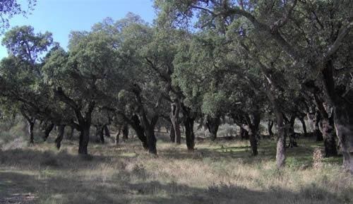 Undeveloped Land for sale in Alcuéscar - € 135,000 (Ref: 9499015)